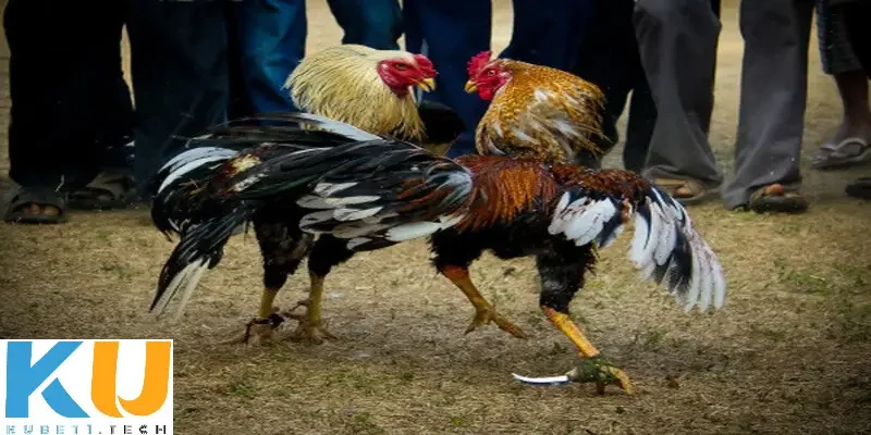 Cá độ đá gà cựa sắt – Chọn chiến kê cho đấu trường sinh tử Cẩm nang giúp bạn thành công khi tham gia cá độ đá gà cựa sắt