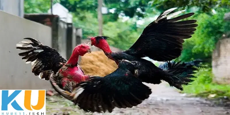 Kinh nghiệm chọn kèo đá gà cựa dao kinh điển để luôn giành chiến thắng