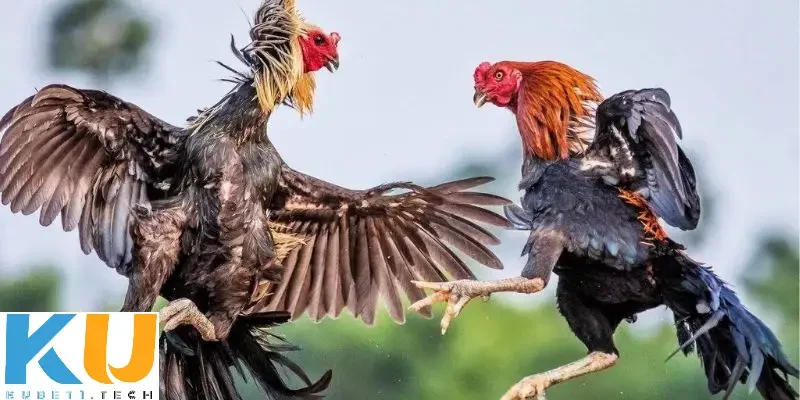 Cá độ đá gà cựa sắt – Chọn chiến kê cho đấu trường sinh tử Luật chơi cá độ đá gà cựa sắt cập nhật mới nhất 2025