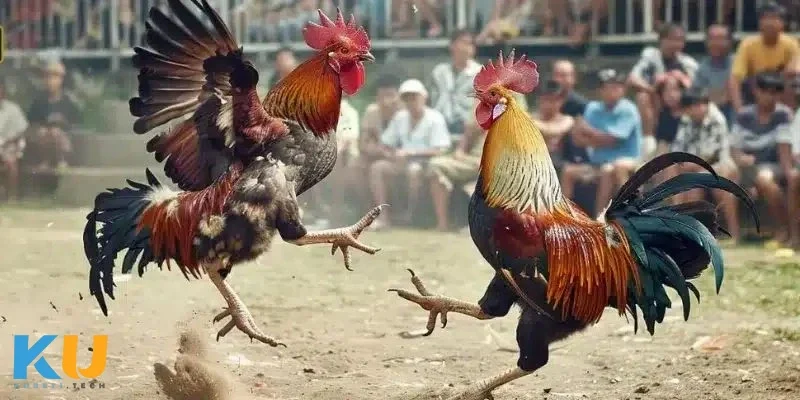 Lưu ý quan trọng khi chơi đá gà mạng để luôn an toàn